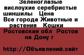 Зеленоглазые вислоухие серебристые шиншилы › Цена ­ 20 000 - Все города Животные и растения » Кошки   . Ростовская обл.,Ростов-на-Дону г.